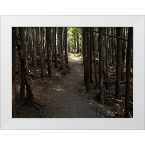 Country Road Photo VI White Modern Wood Framed Art Print by McLoughlin, James