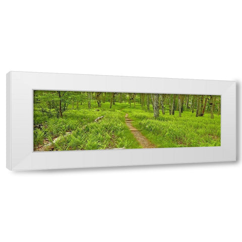 Country Road Panorama VI White Modern Wood Framed Art Print by McLoughlin, James