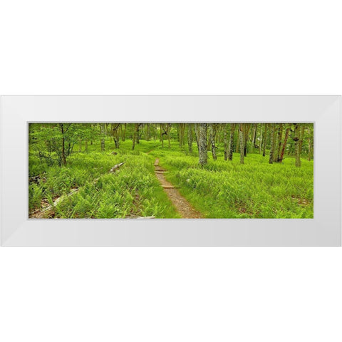 Country Road Panorama VI White Modern Wood Framed Art Print by McLoughlin, James