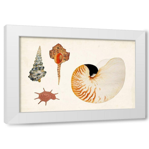 Antique Shell Anthology I White Modern Wood Framed Art Print by Vision Studio