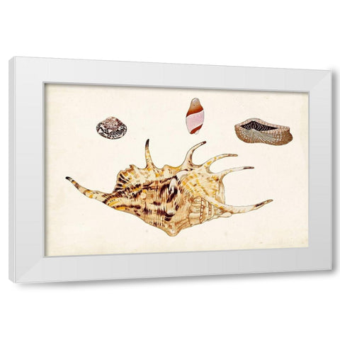 Antique Shell Anthology II White Modern Wood Framed Art Print by Vision Studio