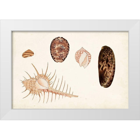 Antique Shell Anthology III White Modern Wood Framed Art Print by Vision Studio