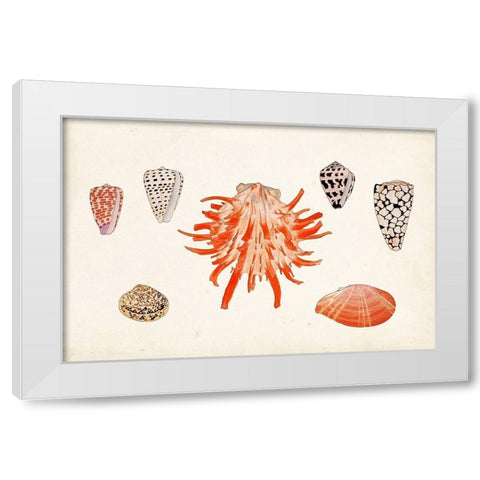 Antique Shell Anthology IV White Modern Wood Framed Art Print by Vision Studio