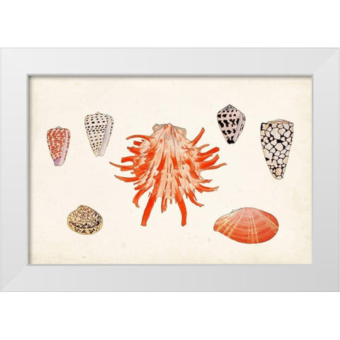 Antique Shell Anthology IV White Modern Wood Framed Art Print by Vision Studio