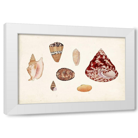 Antique Shell Anthology V White Modern Wood Framed Art Print by Vision Studio