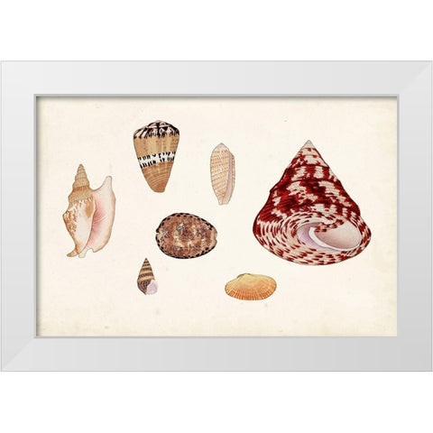 Antique Shell Anthology V White Modern Wood Framed Art Print by Vision Studio