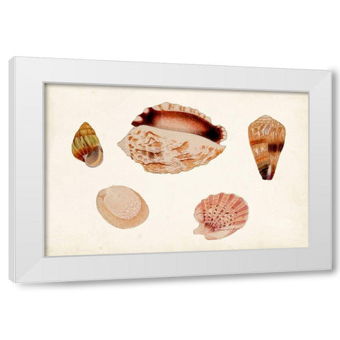 Antique Shell Anthology VI White Modern Wood Framed Art Print by Vision Studio
