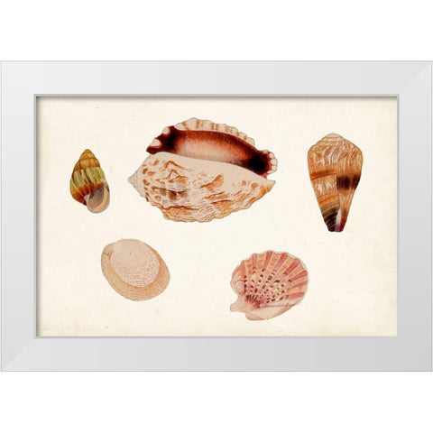 Antique Shell Anthology VI White Modern Wood Framed Art Print by Vision Studio