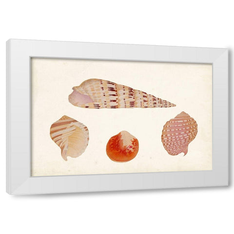 Antique Shell Anthology VII White Modern Wood Framed Art Print by Vision Studio