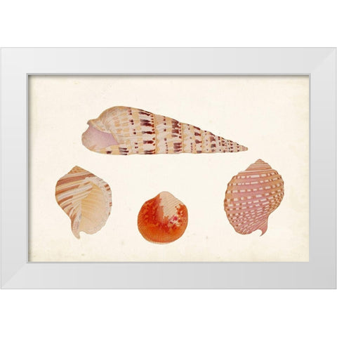 Antique Shell Anthology VII White Modern Wood Framed Art Print by Vision Studio