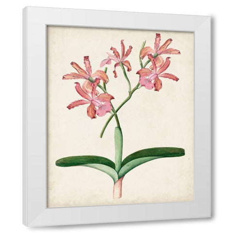 Orchid Pair I White Modern Wood Framed Art Print by Unknown