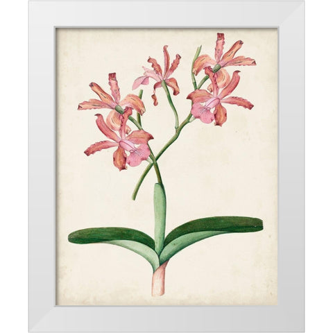Orchid Pair I White Modern Wood Framed Art Print by Unknown