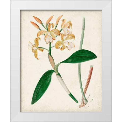 Orchid Pair II White Modern Wood Framed Art Print by Unknown