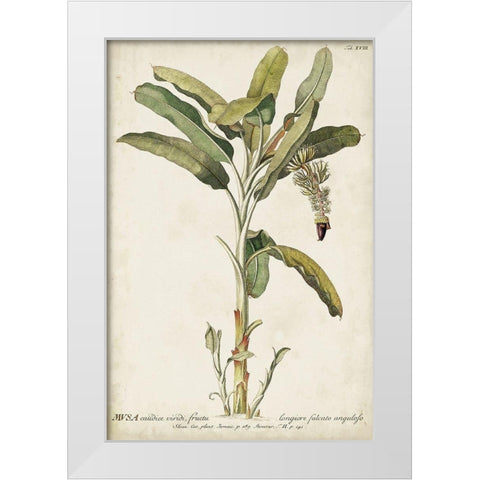 Banana Palm I White Modern Wood Framed Art Print by Unknown