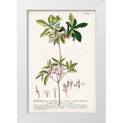 Alluring Botamical IV White Modern Wood Framed Art Print by Unknown