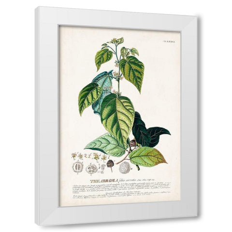 Alluring Botamical VIII White Modern Wood Framed Art Print by Unknown