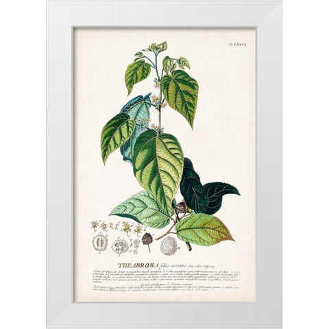 Alluring Botamical VIII White Modern Wood Framed Art Print by Unknown