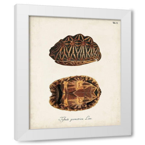 Antique Turtles and Shells I White Modern Wood Framed Art Print by Unknown