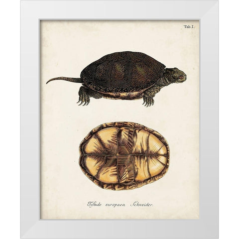 Antique Turtles and Shells II White Modern Wood Framed Art Print by Unknown