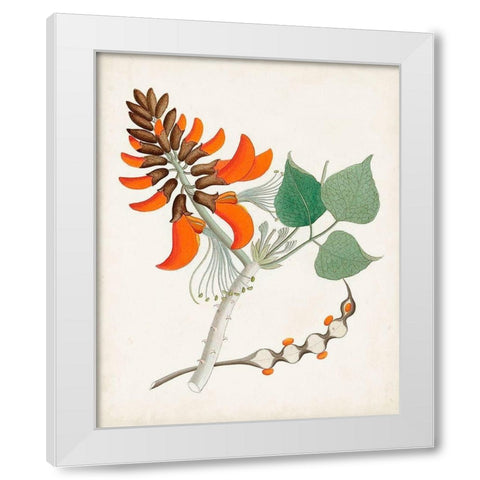 Botanical of the Tropics I White Modern Wood Framed Art Print by Unknown