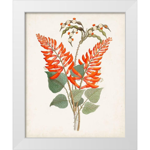 Botanical of the Tropics II White Modern Wood Framed Art Print by Unknown