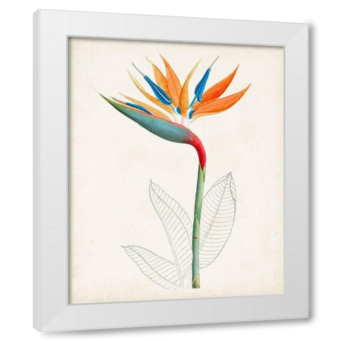 Botanical of the Tropics IV White Modern Wood Framed Art Print by Unknown