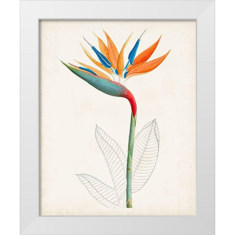 Botanical of the Tropics IV White Modern Wood Framed Art Print by Unknown