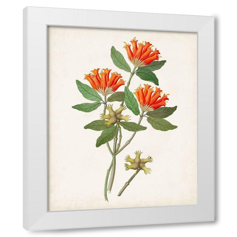 Botanical of the Tropics V White Modern Wood Framed Art Print by Unknown