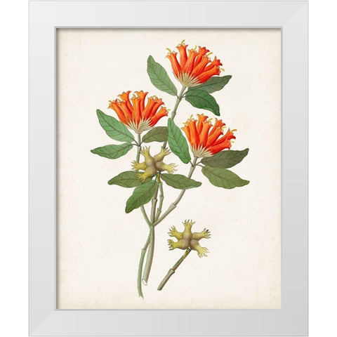 Botanical of the Tropics V White Modern Wood Framed Art Print by Unknown