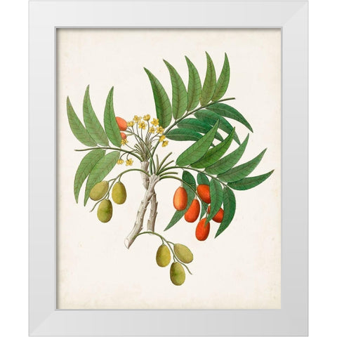 Botanical of the Tropics VI White Modern Wood Framed Art Print by Unknown