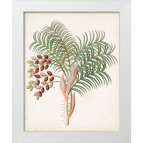 Botanical of the Tropics VII White Modern Wood Framed Art Print by Unknown