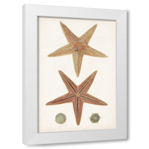 Coastal Curiosity I White Modern Wood Framed Art Print by Unknown