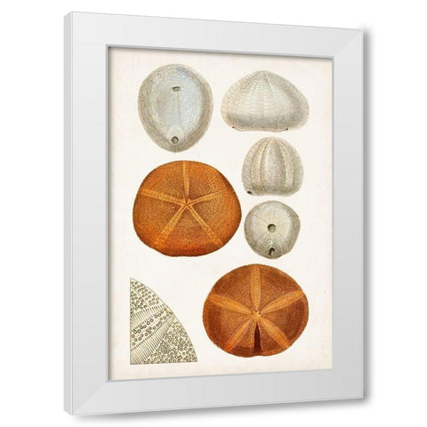Coastal Curiosity II White Modern Wood Framed Art Print by Unknown