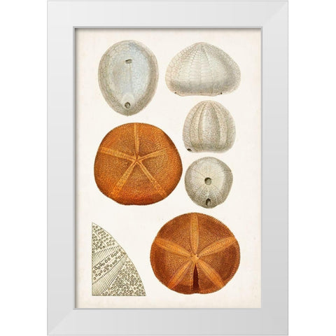 Coastal Curiosity II White Modern Wood Framed Art Print by Unknown