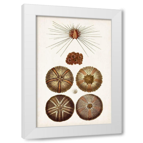 Coastal Curiosity IV White Modern Wood Framed Art Print by Unknown