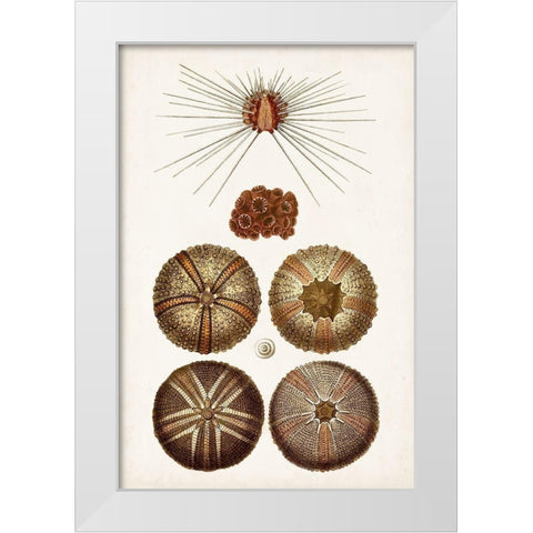 Coastal Curiosity IV White Modern Wood Framed Art Print by Unknown