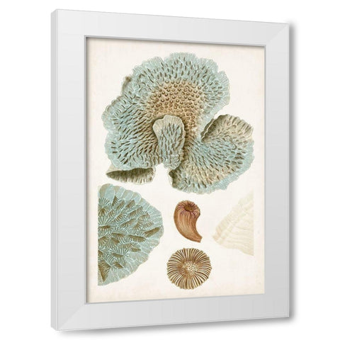 Coastal Curiosity V White Modern Wood Framed Art Print by Unknown