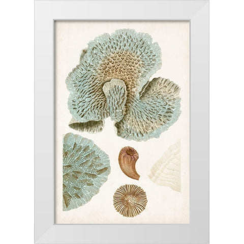 Coastal Curiosity V White Modern Wood Framed Art Print by Unknown