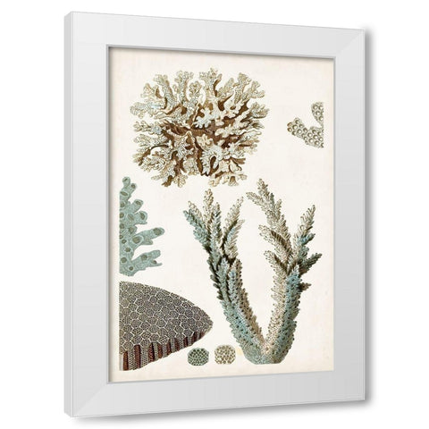 Coastal Curiosity VI White Modern Wood Framed Art Print by Unknown