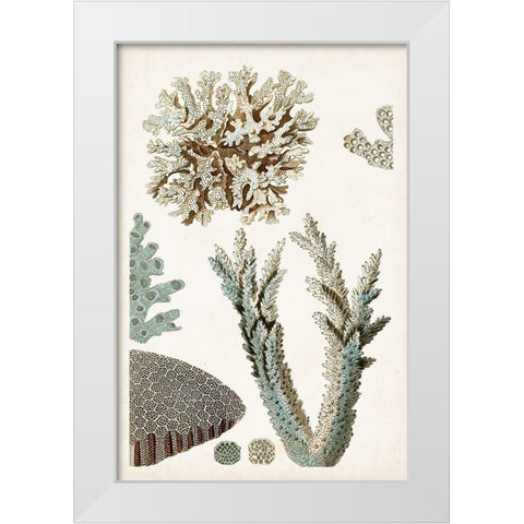 Coastal Curiosity VI White Modern Wood Framed Art Print by Unknown