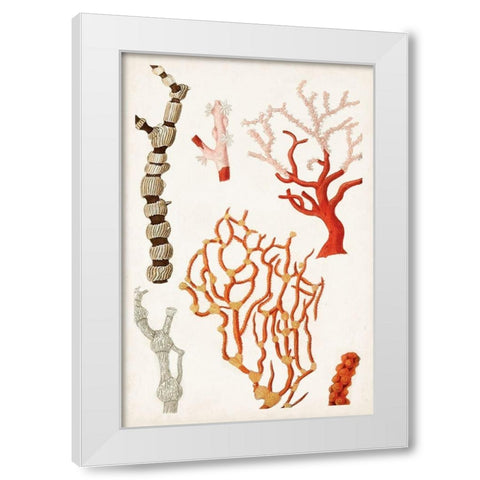 Coastal Curiosity VII White Modern Wood Framed Art Print by Unknown
