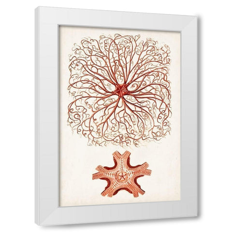 Coastal Curiosity VIII White Modern Wood Framed Art Print by Unknown