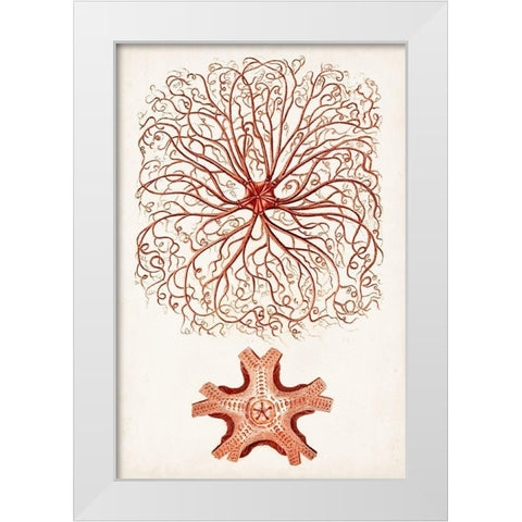 Coastal Curiosity VIII White Modern Wood Framed Art Print by Unknown