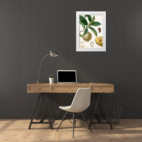 Turpin Tropical Fruit I White Modern Wood Framed Art Print by Turpin