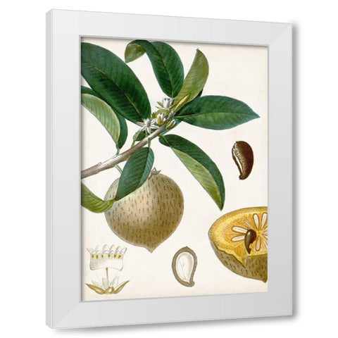 Turpin Tropical Fruit I White Modern Wood Framed Art Print by Turpin