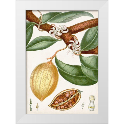 Turpin Tropical Fruit II White Modern Wood Framed Art Print by Turpin