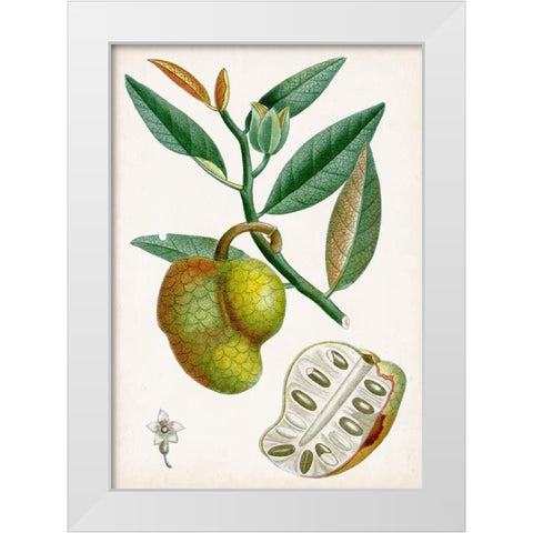 Turpin Tropical Fruit III White Modern Wood Framed Art Print by Turpin