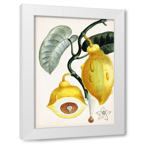 Turpin Tropical Fruit IV White Modern Wood Framed Art Print by Turpin