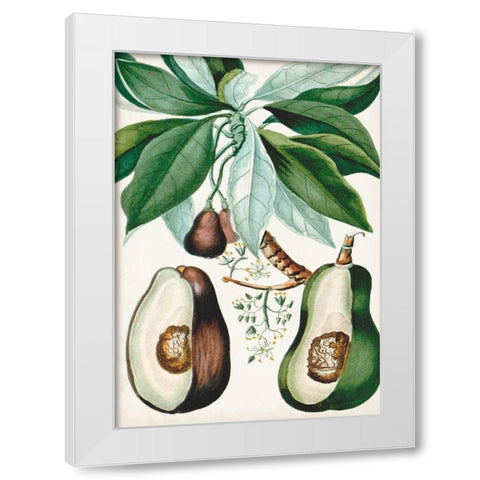 Turpin Tropical Fruit V White Modern Wood Framed Art Print by Turpin