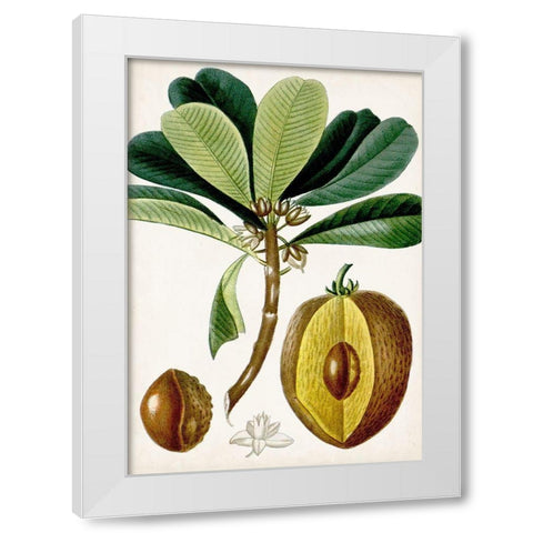 Turpin Tropical Fruit VI White Modern Wood Framed Art Print by Turpin